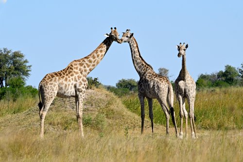 Moremi Game Reserve (Botswana) - Groupe de girafes dans le secteur de Fourth Bridge ("le baiser")(VO-25-0916 D.jpg)